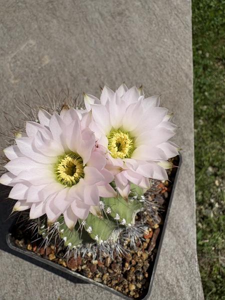 Acanthocalycium spiniflorum
